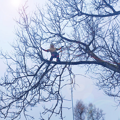 mann am baum vor schnitt