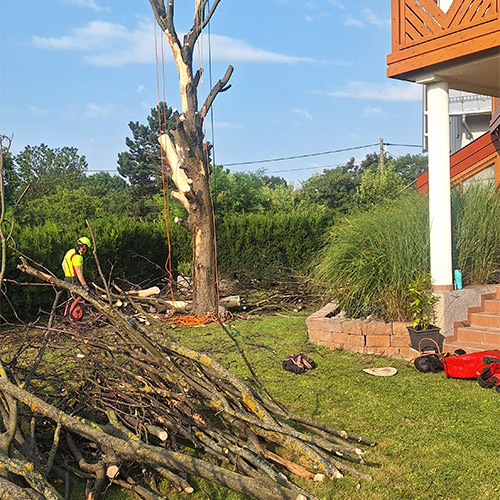 baumstumpf aufraeumen garten